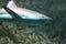 Blacktip reef shark