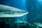 Blacktip reef shark