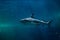 Blacktip reef shark (Carcharhinus melanopterus).