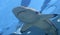 A Blacktip Reef Shark Close Up, Maui, Hawaii