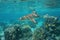 Blacktip reef shark with fish Pacific ocean