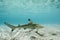 Blacktip reef shark swimming in shallow water