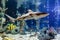 Blacktip reef shark in tank at aquarium in coral background