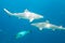 Blacktip reef sharks