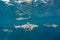 Blacktip Reef Sharks in Shallow Water