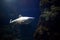 Blacktip Reef sharks swimming in tropical waters over coral reef