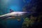 Blacktip Reef sharks swimming in tropical waters over coral reef