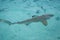 Blacktip shark in moorea island lagoon