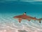 Blacktip shark in Moorea lagoon