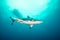 A blacktip shark in the open ocean