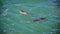 Blacktip sharks in the harbor