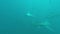 Blacktip Sharks swimming around bait