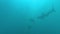 Blacktip Sharks swimming around bait