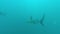 Blacktip Sharks swimming around bait
