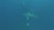 Blacktip Sharks swimming around bait