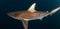 Blacktip Zambezi Shark in South Africa