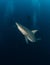 Blacktip Zambezi Shark in South Africa
