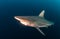 Blacktip Zambezi Shark in South Africa