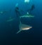 Blacktip Zambezi Shark in South Africa