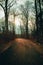 A Blacktop Path in a Dead Winter Forest With a Bright Sunset Behind It