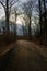 A Blacktop Path in a Dead Winter Forest With a Bright Sunset Behind It