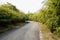 Blacktop road in bamboo and trees on sunny spring day