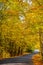 Blacktop Road in Fall with Golden Yellow Trees