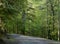 Blacktop road through a forest