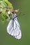 Blackveined thorn butterfly (Aporia crataegi)