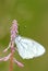 Blackveined thorn butterfly on rose-bay