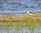 A Blackwing stilt in green land