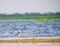 A Blackwing stilt near a lake