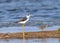 A Blackwing Stilt with two common sandpiper