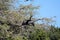 Blackwinged bird African Darter on the tree safari in Chobe National Park