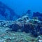 Blackâ€‹ seaâ€‹ urchinâ€‹ onâ€‹ part of the Shipwreck oldâ€‹ dredger  in the south of Thailandâ€‹ scubaâ€‹ diving