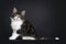 Blacl tabby with white Norwegian Forestcat kitten on black