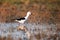The blacwinged stilt Himantopus himantopus standing in the swamp. A black and white bird with extremely high legs stands in the