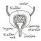 Bladder anatomy illustration, section