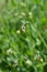 Bladder campion