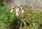 Bladder campion