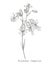 Bladder campion flowers. Set of drawing cornflowers, floral elements, hand drawn botanical illustration. Good for cosmetics,