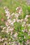 Bladder campion (Silene vulgaris)