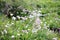 Bladder Campion Silene vulgaris