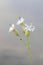 Bladder Campion, Silene vulgaris, edible plant