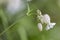 Bladder campion (Silene vulgaris) flower