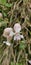 Bladder Campion, Silene vulgaris, maidenstears