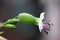 Bladder campion, Silene vulgaris, maidenstears