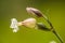 Bladder Campion - Silene vulgaris - Wildflowers