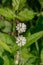 Bladder Campion â€“ Silene vulgaris