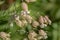 Bladder Campion â€“ Silene vulgaris